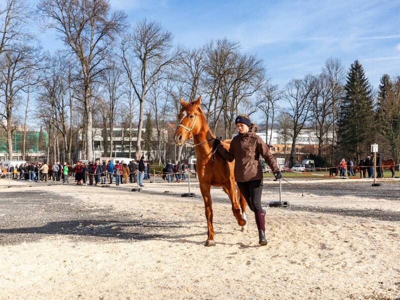 Eine Person führt ein Pferd über einen sandigen Platz, während im Hintergrund eine Gruppe von Menschen beobachtet.