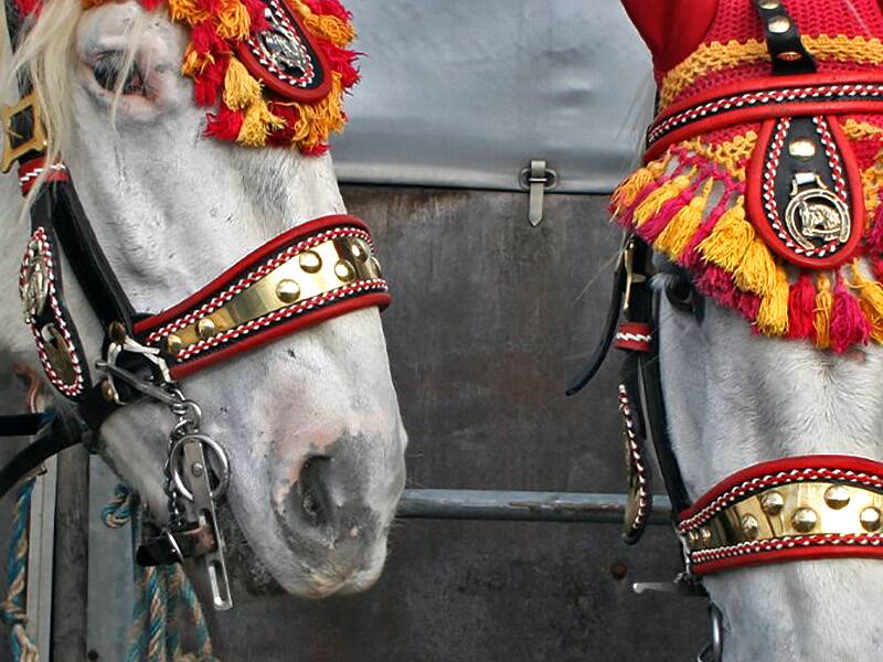 Symbolbild Pferdemarkt mit 2 Percheronpferden, mit rotem Schmuck, zu sehen die beiden Köpfe im Anschnitt