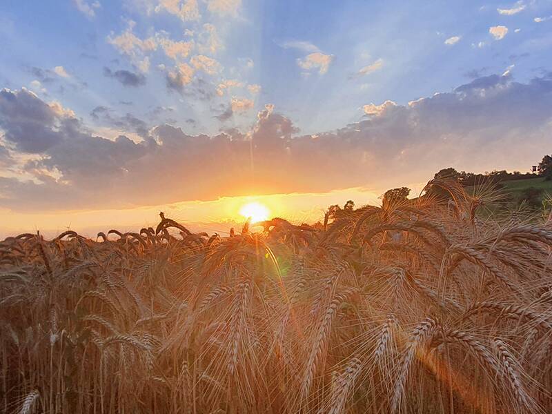 Weizenfeld im Sommer vor untergehender Sonne, Strahlen brechen hervor