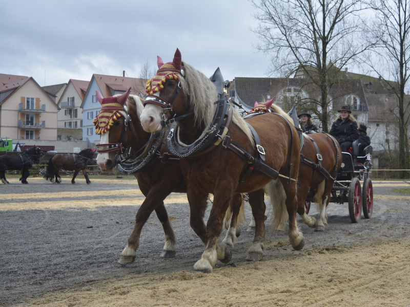 Gespann mit vier braunen Pferde an der Gespannprämierung vom Pferdemarkt 2024