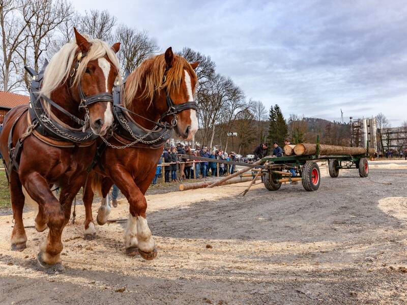 Pferdemarkt Gaildorf, Langholzwagen auf den Kocherwiesen mit Zweiergespann